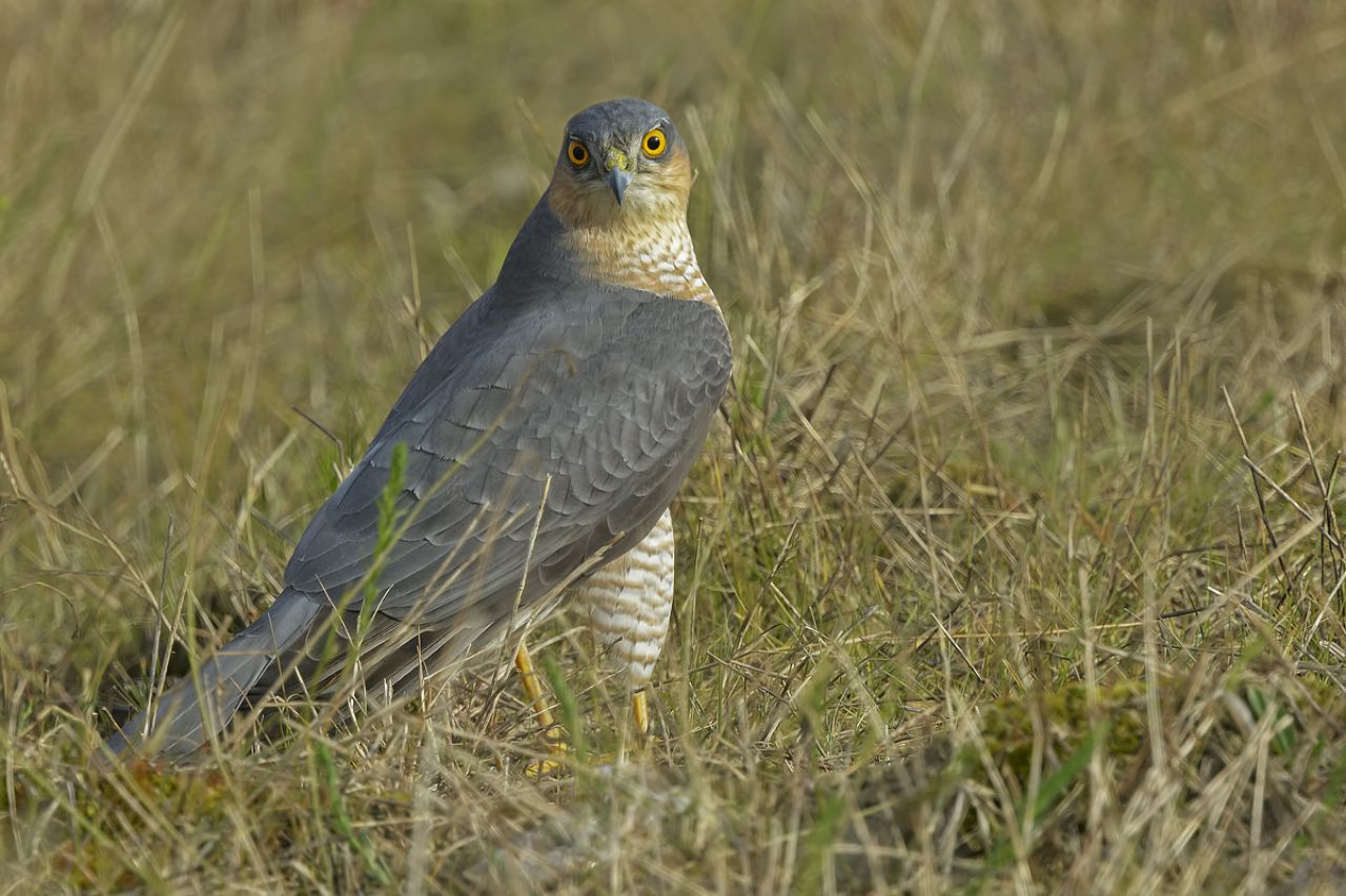 Sparviere (Accipiter nisus)